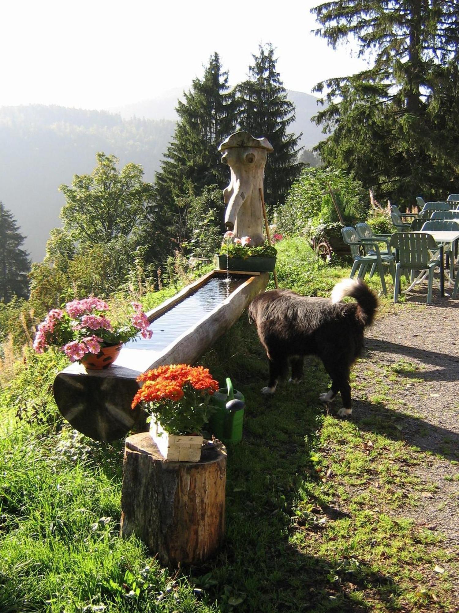 Berggasthaus Prager Boden Todtnau Extérieur photo